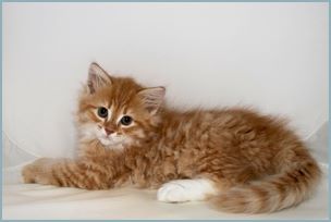 Male Siberian Kitten from Deedlebug Siberians